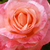 Roza - Vrtnica čajevka - Silver Jubilee